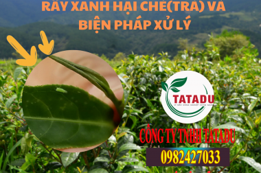 RẦY XANH HẠI CHÈ(TRÀ) VÀ BIỆN PHÁP XỬ LÝ