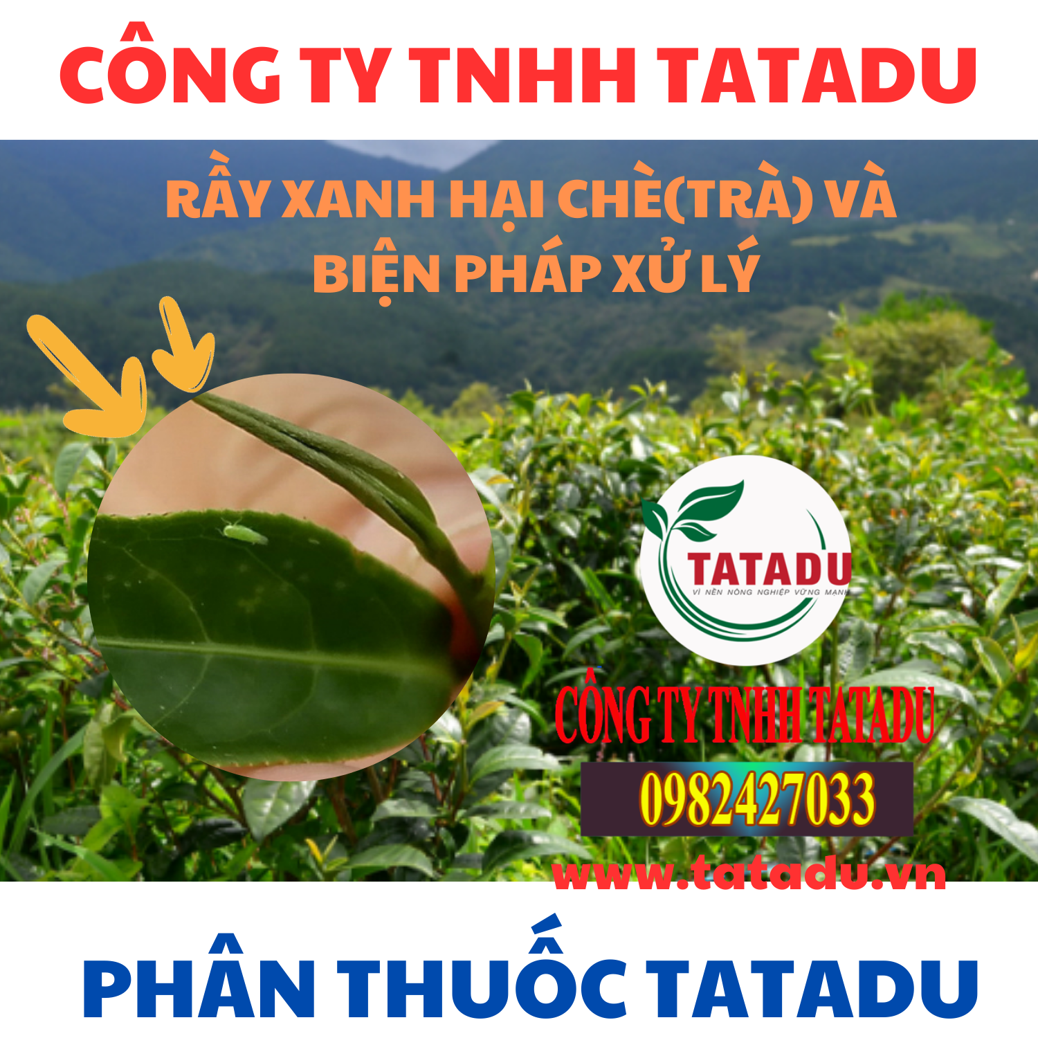 RAY XANH HAI CHETRA VA BIEN PHAP XU LY