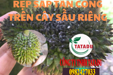 RỆP SÁP TẤN CÔNG TRÊN CÂY SẦU RIÊNG RA SAO, BIỆN PHÁP XỬ LÝ