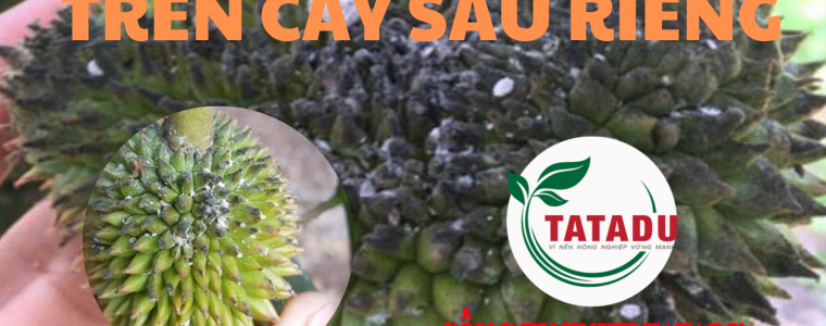 REP SAP TAN CONG TREN CAY SAU RIENG