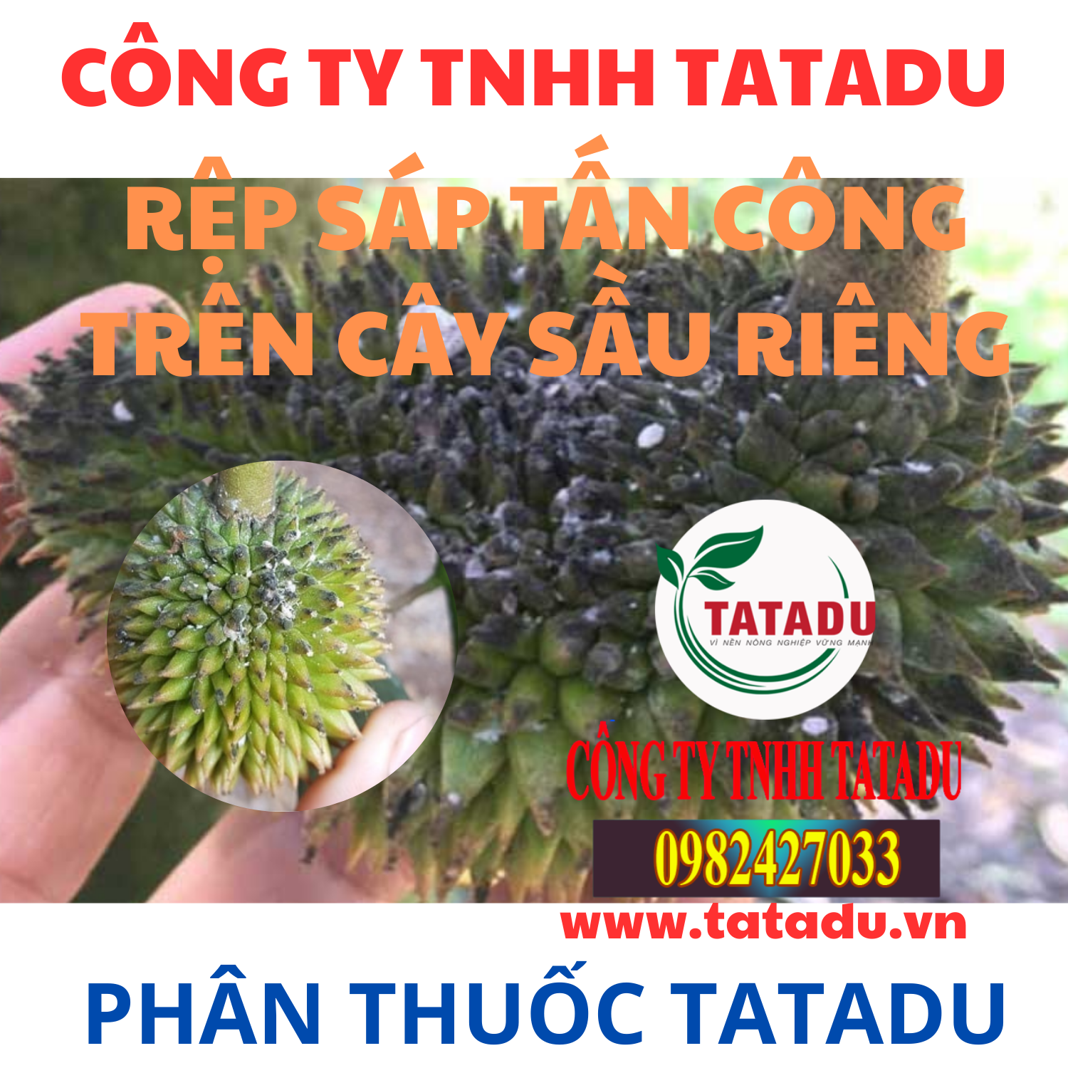 REP SAP TAN CONG TREN CAY SAU RIENG