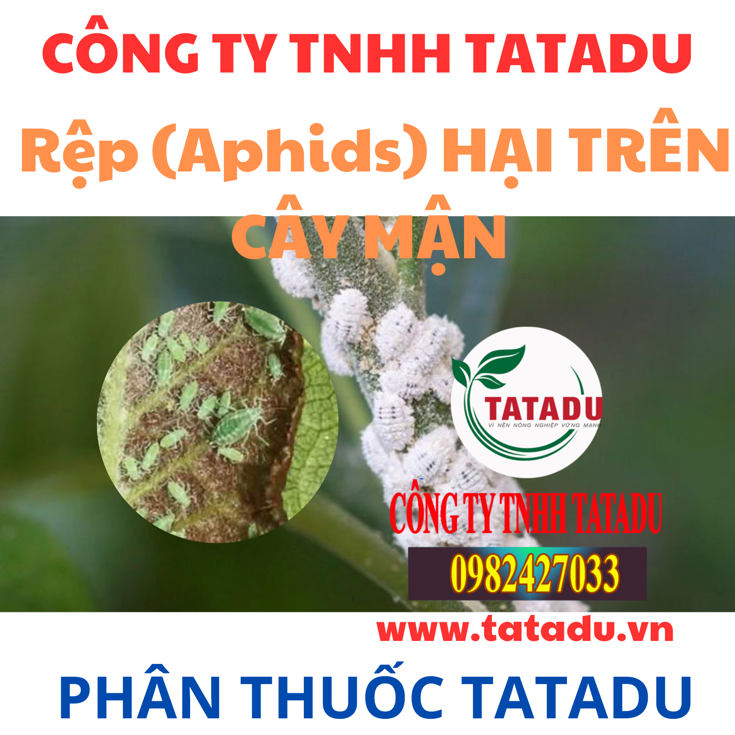 Rep Aphids HAI TREN CAY MAN