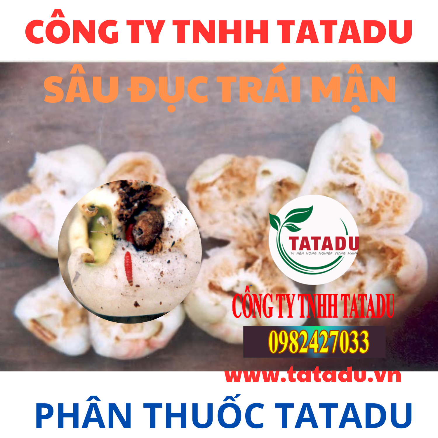 SAU DUC TRAI MAN
