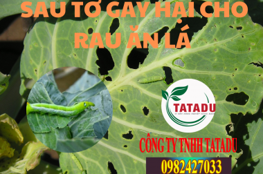 SÂU TƠ GÂY HẠI CHO RAU ĂN LÁ VÀ BIỆN PHÁP PHÒNG TRỪ