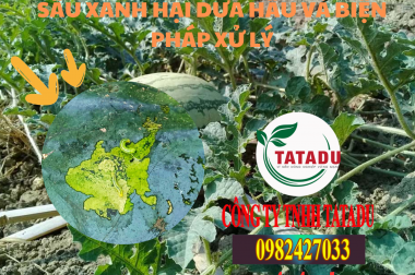 SÂU XANH HẠI DƯA HẤU VÀ BIỆN PHÁP XỬ LÝ