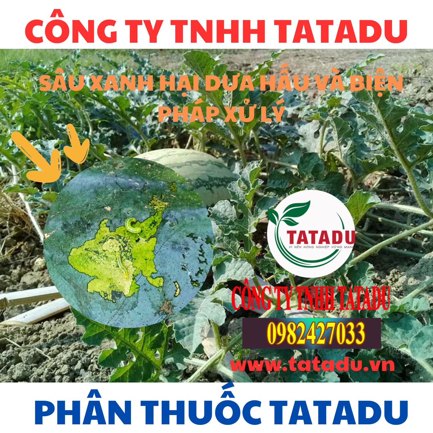 SAU XANH HAI DUA HAU VA BIEN PHAP XU LY