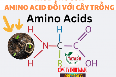 AMINO AXIT CÓ NHỮNG TÁC DỤNG GÌ ĐỐI VỚI CÂY TRỒNG