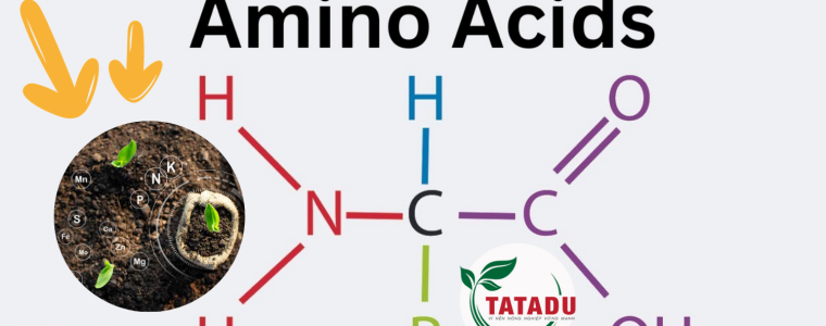 TAC DUNG CUA AMINO ACID DOI VOI CAY TRONG