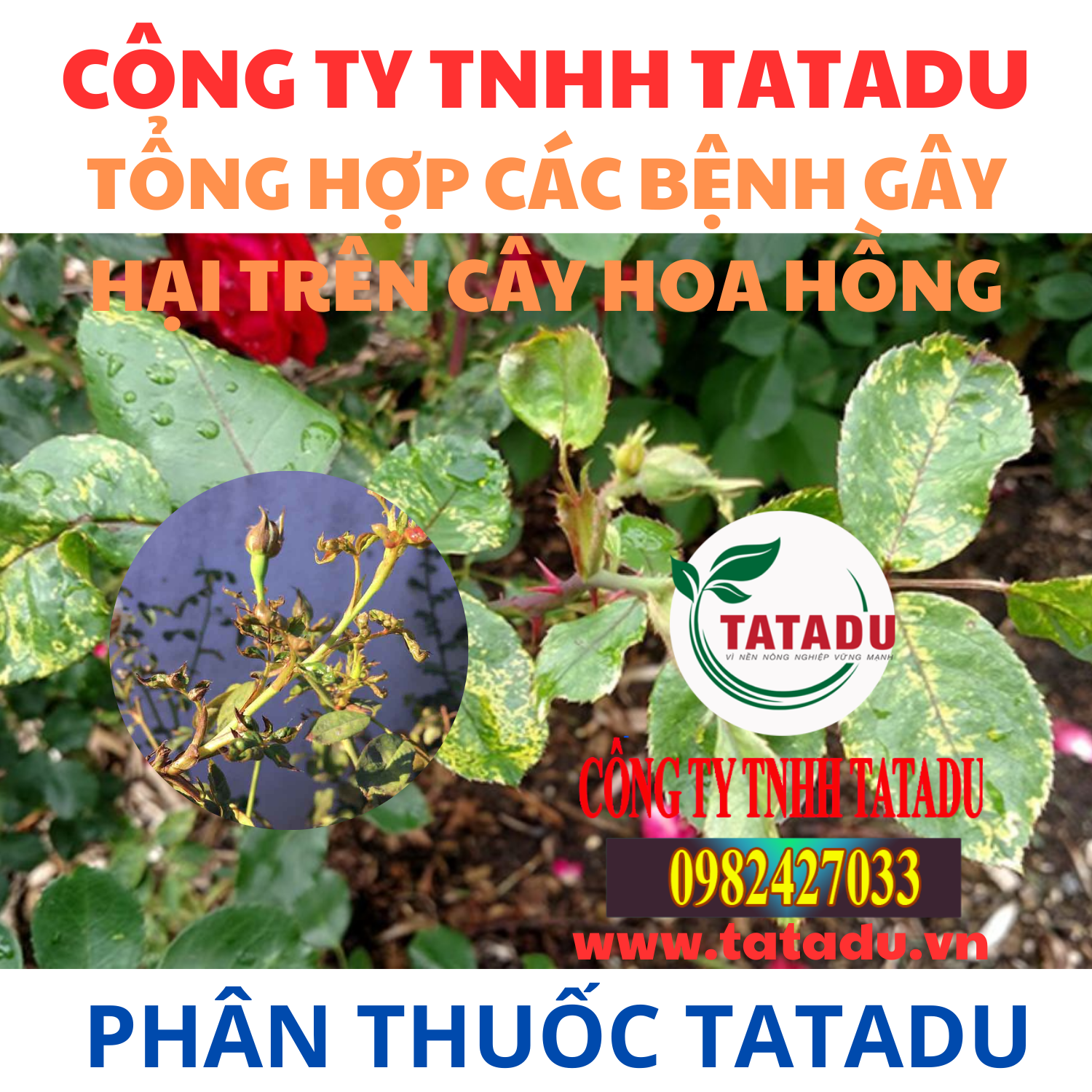 TONG HOP CAC BENH GAY HAI TREN CAY HOA HONG 1