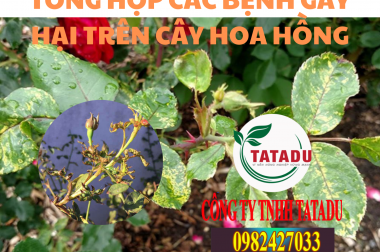 TỔNG HỢP CÁC BỆNH GÂY HẠI TRÊN CÂY HOA HỒNG