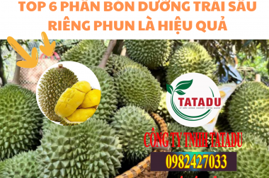 TOP 6 PHÂN BÓN DƯỠNG TRÁI SẦU RIÊNG PHUN LÀ HIỆU QUẢ