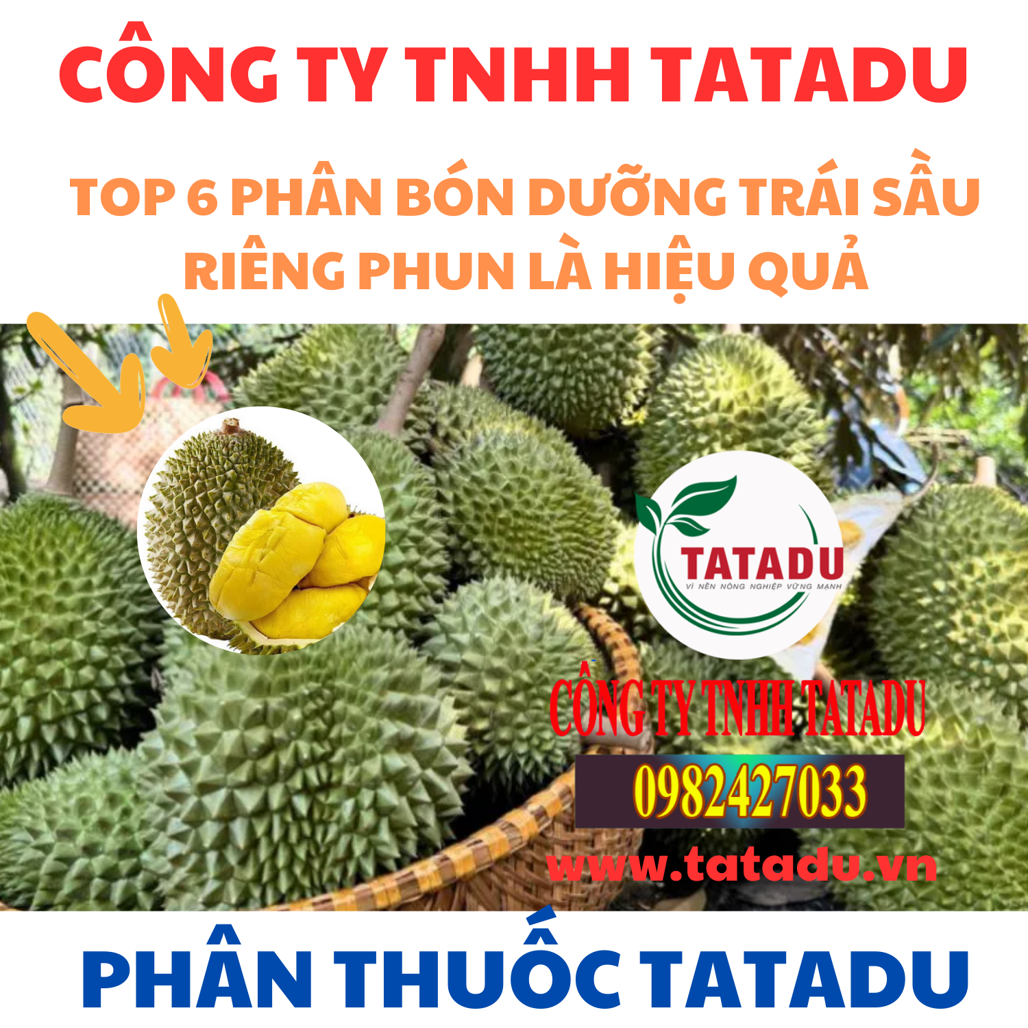 TOP 6 PHAN BON DUONG TRAI SAU RIENG PHUN LA HIEU QUA TOP 6 PHAN BON DUONG TRAI SAU RIENG PHUN LA HIEU QUA