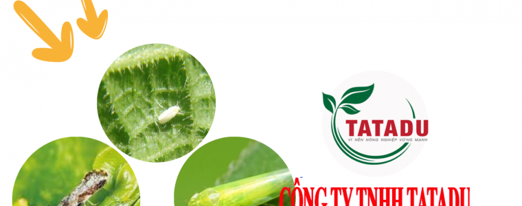 TOP 7 THUOC TRU RAY DANG GOI DANG BAN CHAY NHAT 2025
