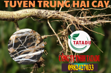 TUYẾN TRÙNG HẠI CÂY TRỒNG – BIỆN PHÁP PHÒNG TRỪ