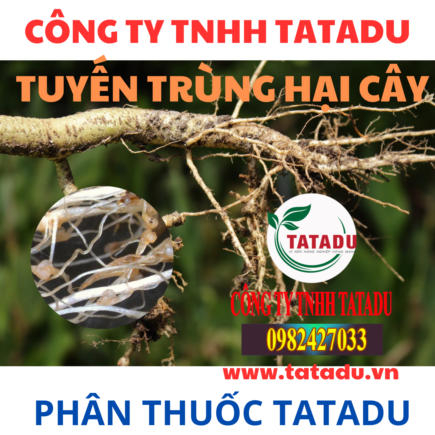 TUYEN TRUNG HAI CAY
