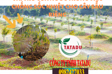 VAI TRÒ CỦA NƯỚC TRONG VIỆC CHỐNG SỐC NHIỆT CHO CÂY SẦU RIÊNG