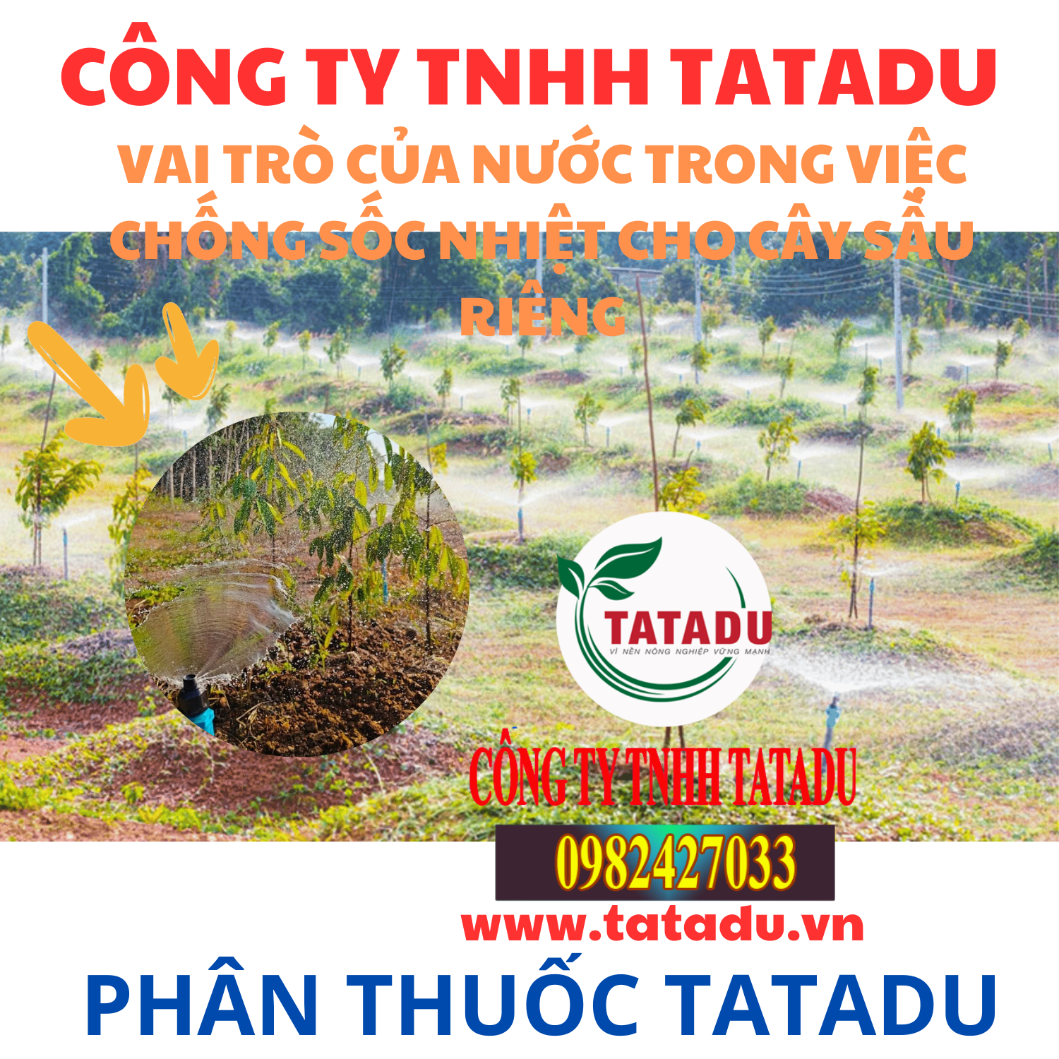 VAI TRO CUA NUOC TRONG VIEC CHONG SOC NHIET CHO CAY SAU RIENG
