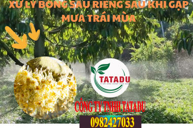 XỬ LÝ BÔNG SẦU RIÊNG SAU KHI GẶP MƯA TRÁI MÙA