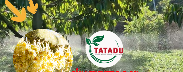XU LY BONG SAU RIENG SAU KHI GAP MUA TRAI MUA