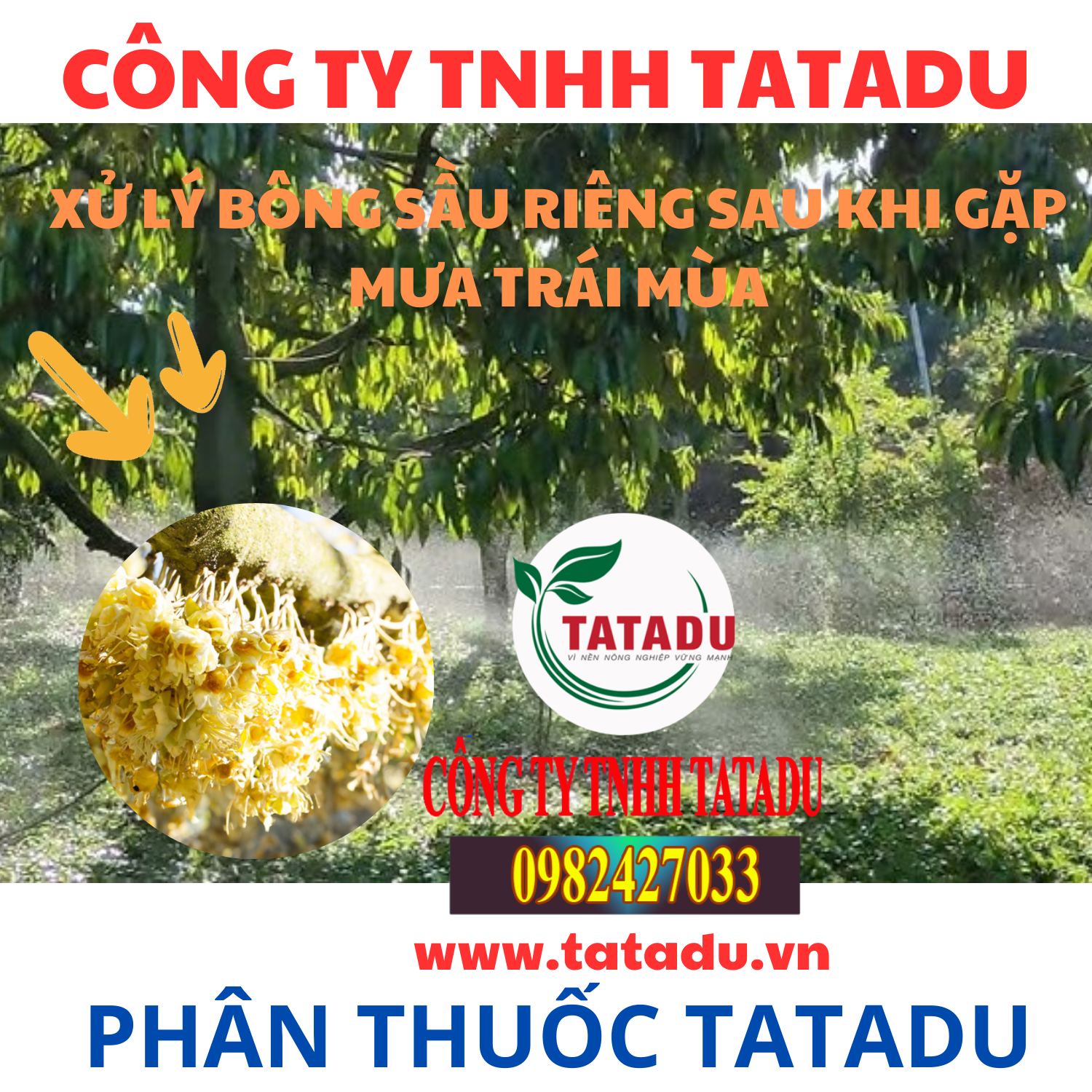 XU LY BONG SAU RIENG SAU KHI GAP MUA TRAI MUA