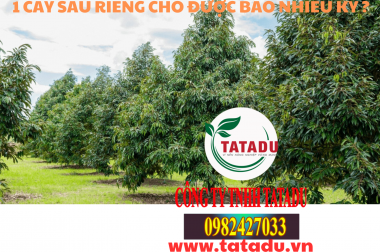1 CÂY SẦU RIÊNG CHO ĐƯỢC BAO NHIÊU KÝ, NĂNG SUẤT CỦA 1HA LÀ BAO NHIÊU
