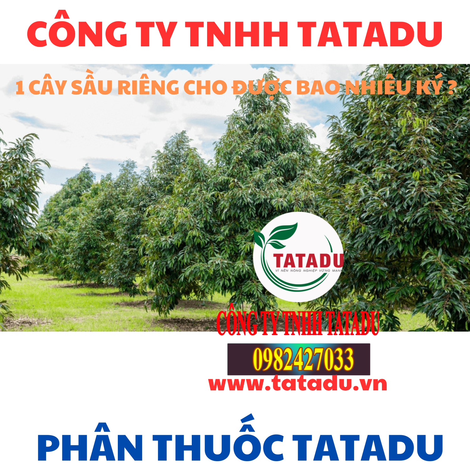 1 CAY SAU RIENG CHO DUOC BAO NHIEU KY