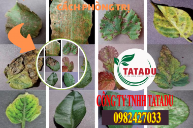 11 BỆNH HẠI CÂY TRỒNG THƯỜNG GẶP VÀ CÁCH PHÒNG TRỊ