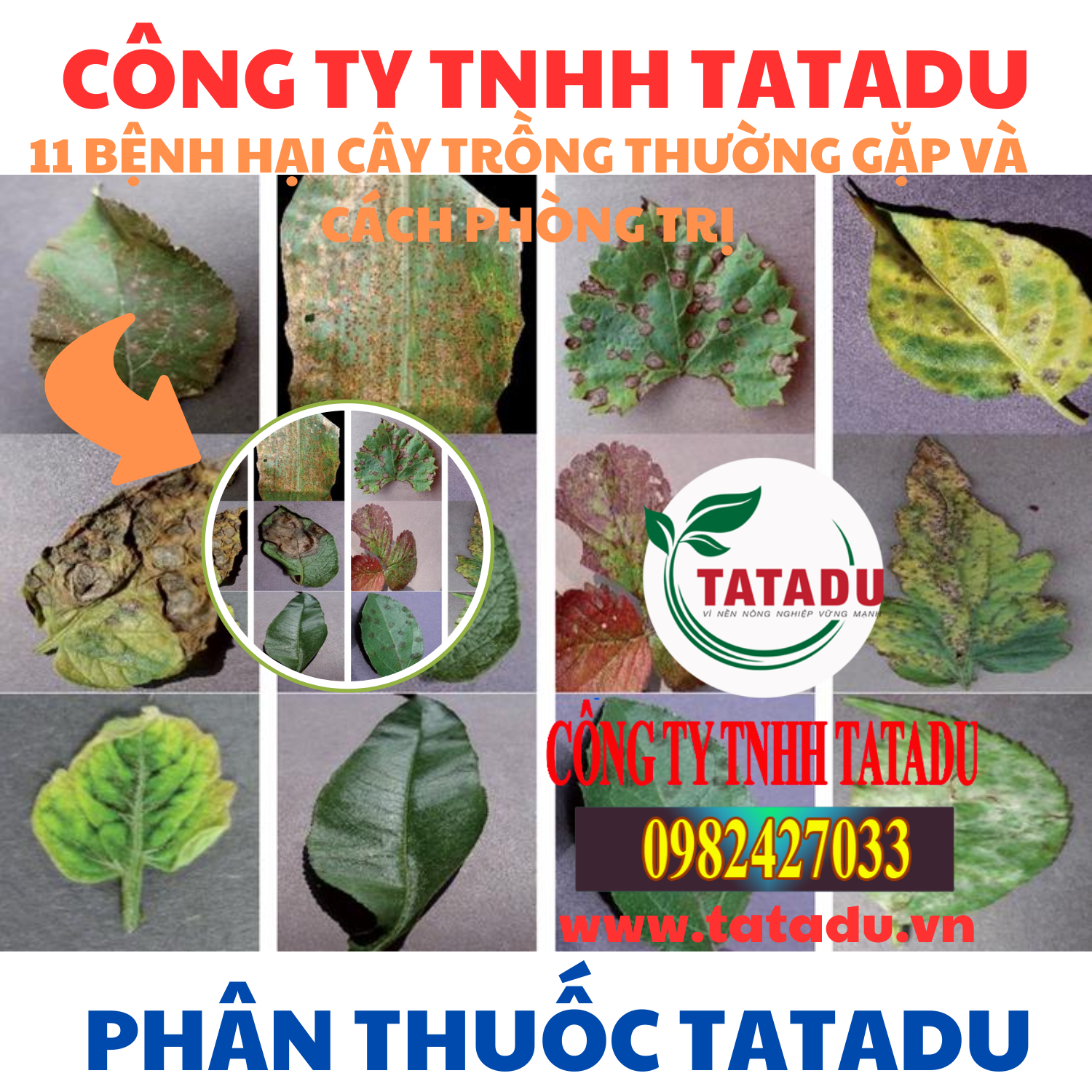 11 BENH HAI CAY TRONG THUONG GAP VA CACH PHONG TRI