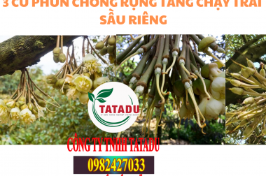 3 CỮ PHUN CHỐNG RỤNG TĂNG CHẠY TRÁI SẦU RIÊNG – CÔNG TY AN PHÁT NÔNG