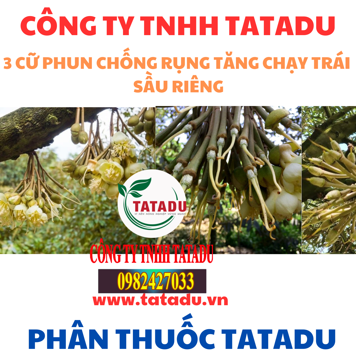 3 CỮ PHUN CHỐNG RỤNG TĂNG CHẠY TRÁI SẦU RIÊNG