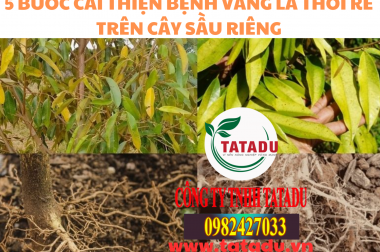 5 BƯỚC CẢI THIỆN BỆNH VÀNG LÁ THỐI RỄ TRÊN CÂY SẦU RIÊNG