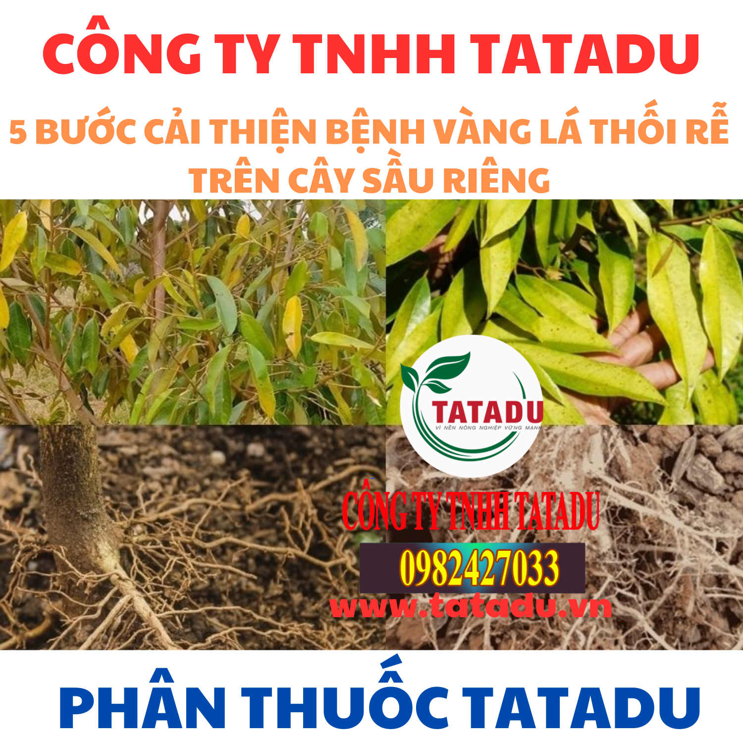 5 BUOC CAI THIEN BENH VANG LA THOI RE TREN CAY SAU RIENG