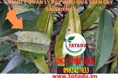6 LƯU Ý QUẢN LÝ RẦY HIỆU QUẢ TRÊN CÂY SẦU RIÊNG – CÔNG TY AN PHÁT NÔNG