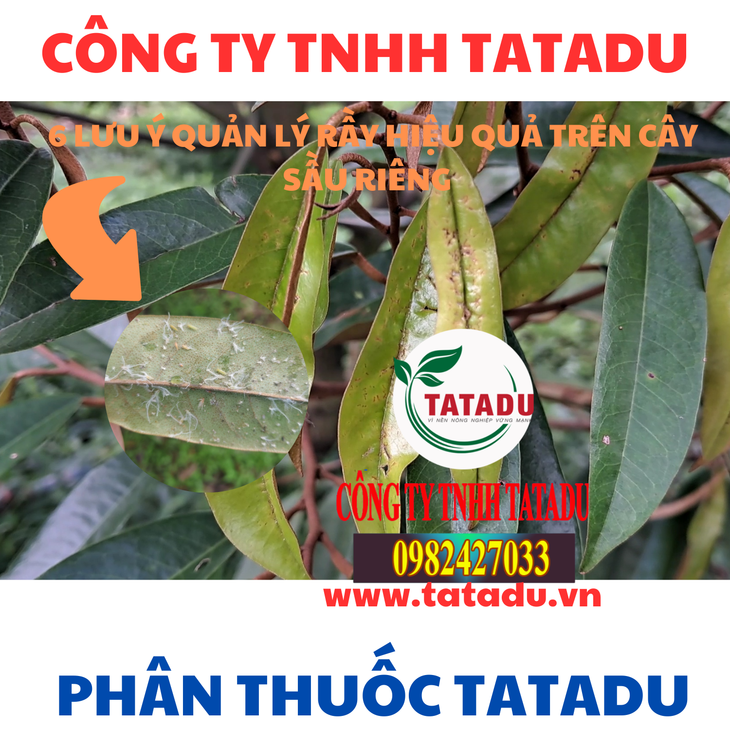 6 LUU Y QUAN LY RAY HIEU QUA TREN CAY SAU RIENG
