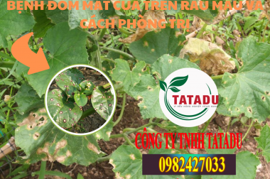 BỆNH ĐỐM MẮT CUA TRÊN RAU MÀU VÀ CÁCH PHÒNG TRỊ
