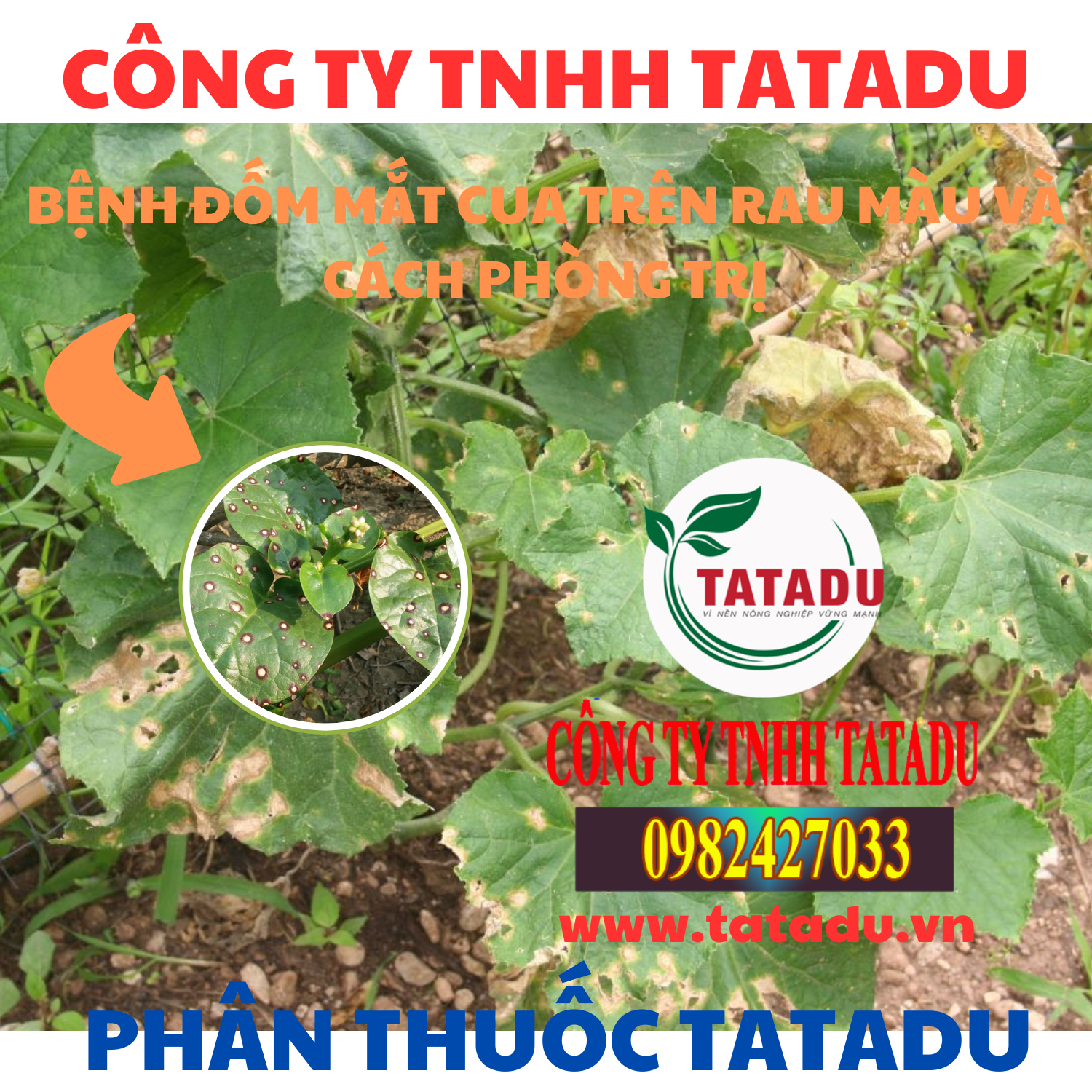 BENH DOM MAT CUA TREN RAU MAU VA CACH PHONG TRI