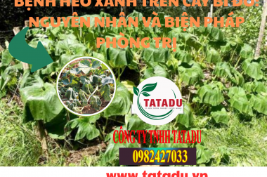 BỆNH HÉO XANH TRÊN CÂY BÍ ĐỎ: NGUYÊN NHÂN VÀ BIỆN PHÁP PHÒNG TRỊ