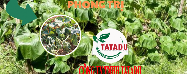 BENH HEO XANH TREN CAY BI DO NGUYEN NHAN VA BIEN PHAP PHONG TRI