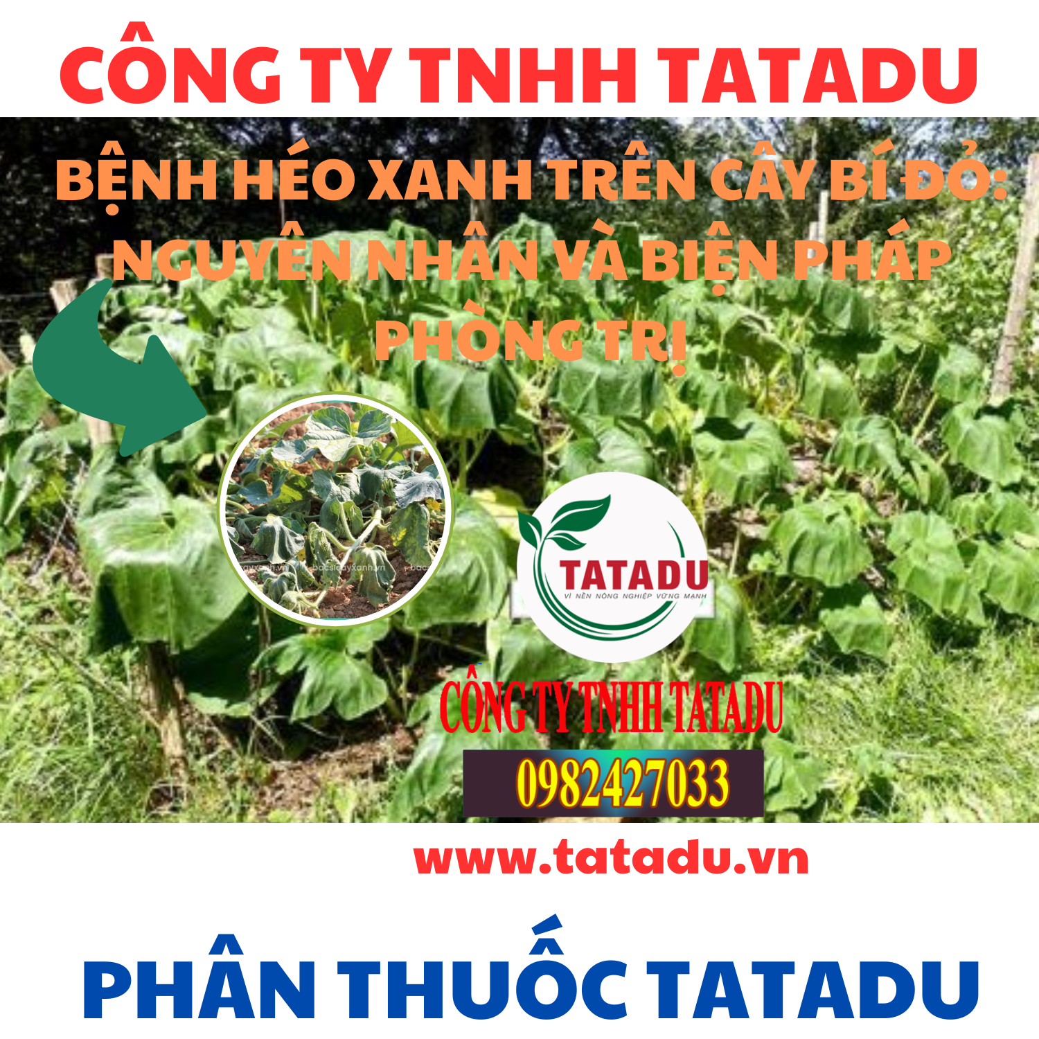 BENH HEO XANH TREN CAY BI DO NGUYEN NHAN VA BIEN PHAP PHONG TRI BENH HEO XANH TREN CAY BI DO NGUYEN NHAN VA BIEN PHAP PHONG TRI