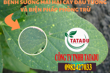 BỆNH SƯƠNG MAI HẠI CÂY ĐẬU TƯƠNG VÀ BIỆN PHÁP PHÒNG TRỪ