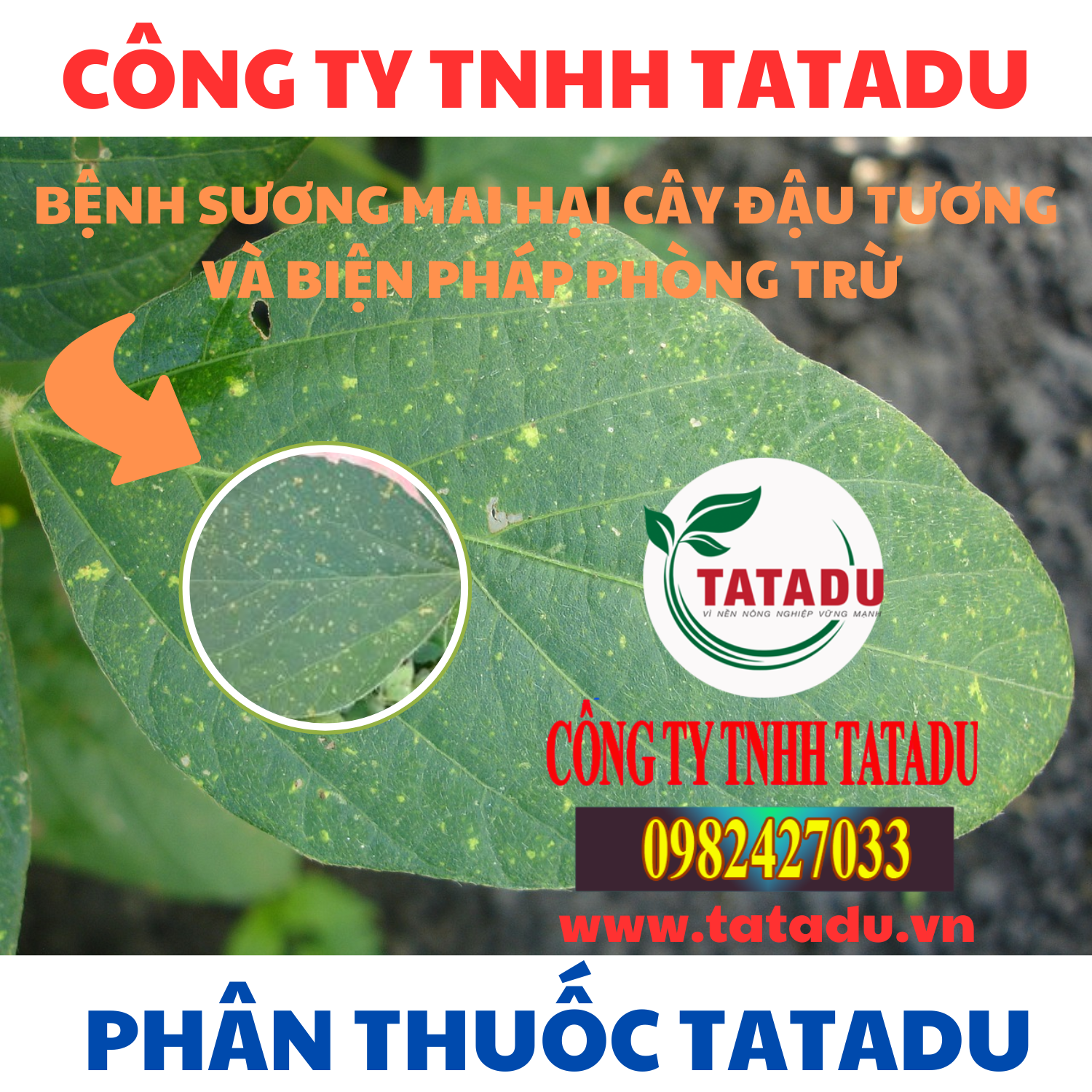 BENH SUONG MAI HAI CAY DAU TUONG VA BIEN PHAP PHONG TRU