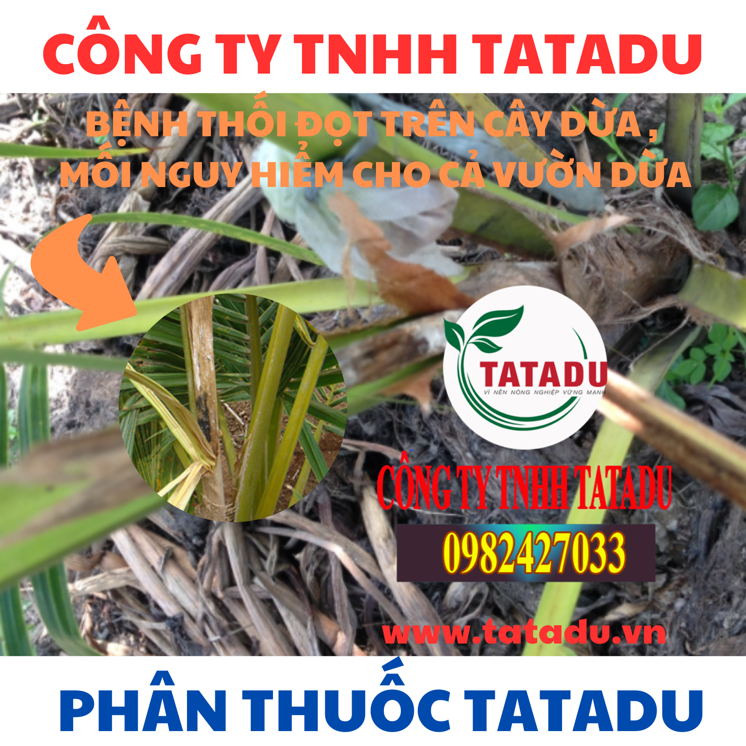 BENH THOI DOT TREN CAY DUA MOI NGUY HIEM CHO CA VUON DUA 1