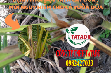 BỆNH THỐI ĐỌT TRÊN CÂY DỪA , MỐI NGUY HIỂM CHO CẢ VƯỜN DỪA