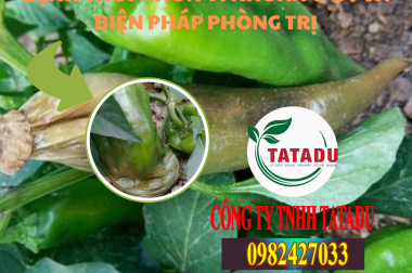 BỆNH THỐI NHŨN VI KHUẨN Ở ỚT VÀ BIỆN PHÁP PHÒNG TRỊ