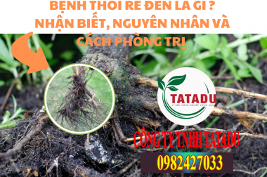 BỆNH THỐI RỄ ĐEN LÀ GÌ ? NHẬN BIẾT, NGUYÊN NHÂN VÀ CÁCH PHÒNG TRỊ