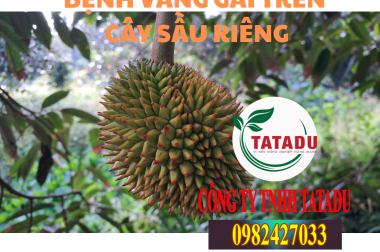 BỆNH VÀNG GAI TRÊN CÂY SẦU RIÊNG
