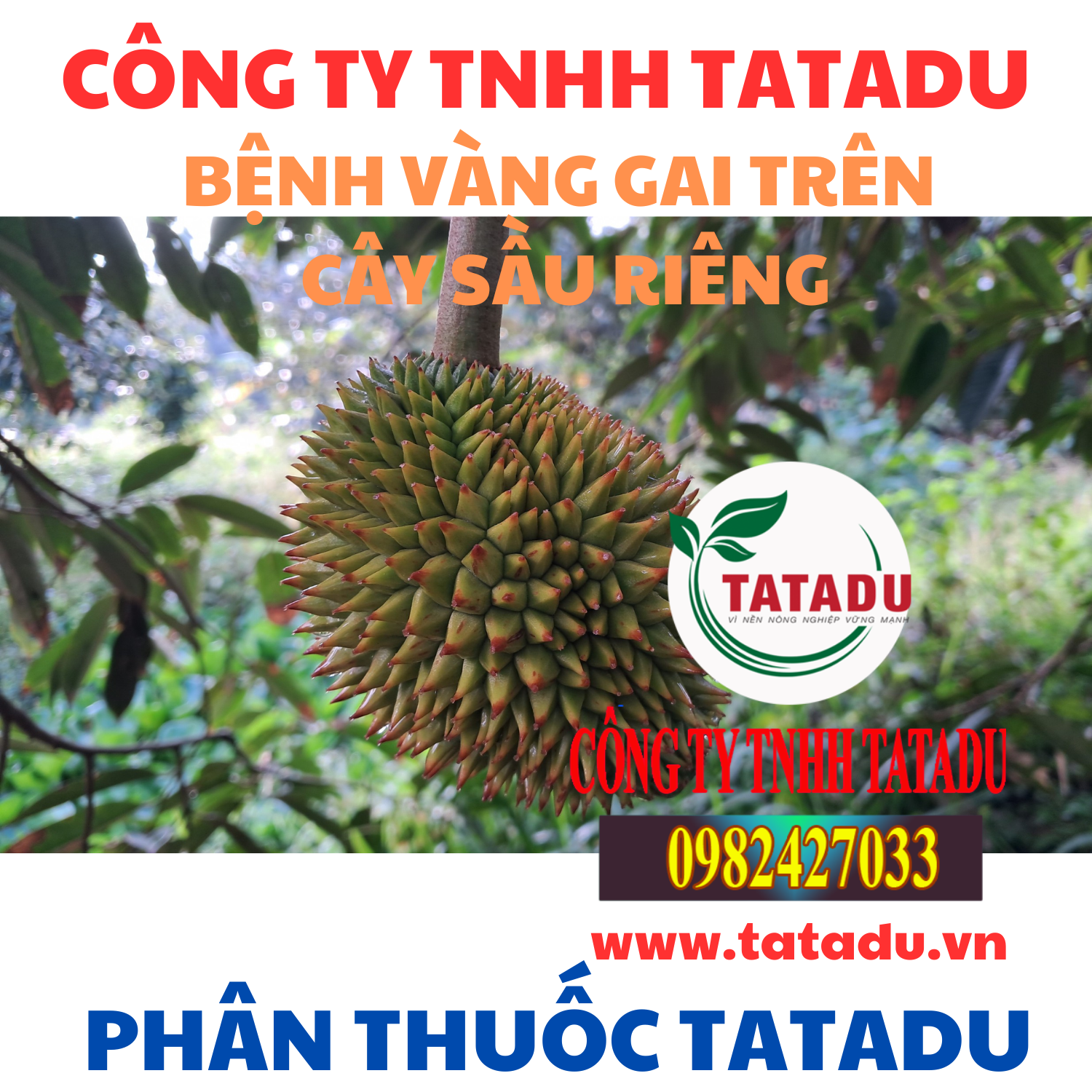 BENH VANG GAI TREN CAY SAU RIENG