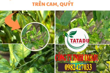 BỆNH VÀNG LÁ GÂN XANH ( GREENING ) TRÊN CAM, QUÝT