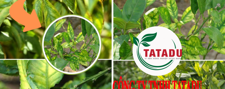 BENH VANG LA GAN XANH GREENING TREN CAM QUYT