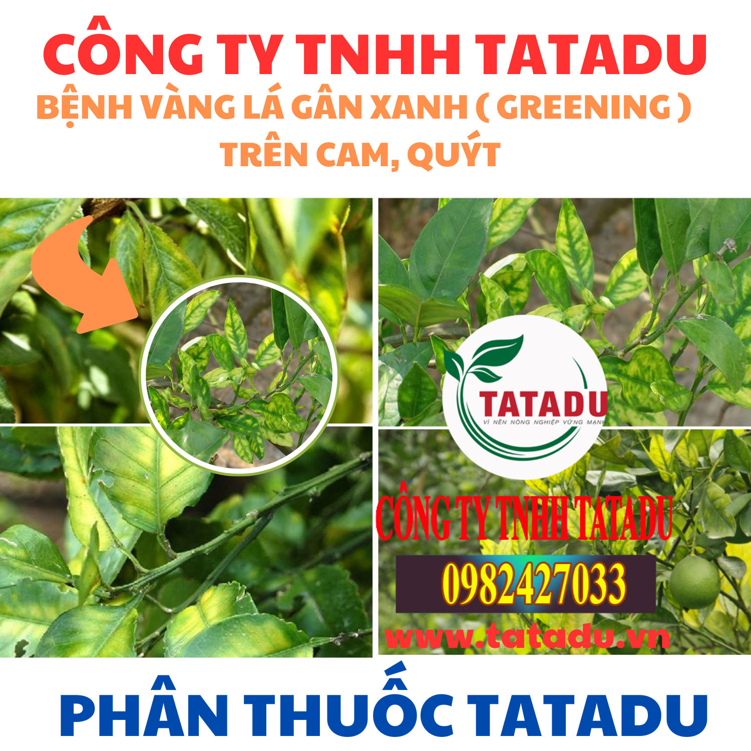 BENH VANG LA GAN XANH GREENING TREN CAM QUYT